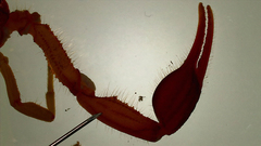 Centruroides edwardsii