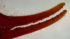 Centruroides edwardsii