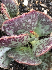 Adromischus inamoenus