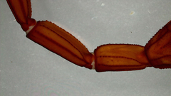 Centruroides edwardsii