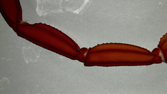 Centruroides edwardsii