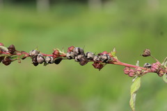 Orsilochides scurrilis