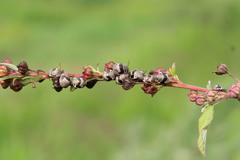 Orsilochides scurrilis