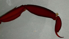 Centruroides edwardsii