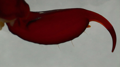 Centruroides edwardsii