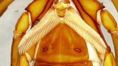 Centruroides edwardsii