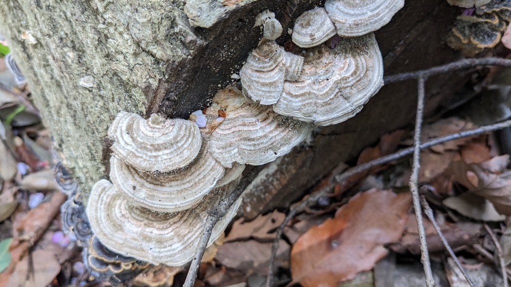 Trametes betulina · April 2023 · photo: © atsushi_nakajima_cirque (iNaturalist, cc-by)