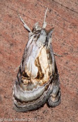 Chrysanympha formosa