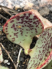 Adromischus inamoenus