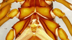 Centruroides edwardsii