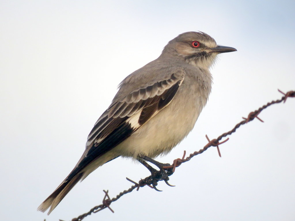 Grey Monjita