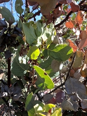 Arctostaphylos rainbowensis