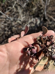 Arctostaphylos rainbowensis