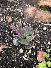 Adromischus inamoenus