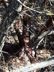 Arctostaphylos rainbowensis