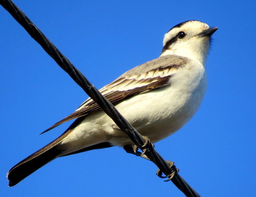 Neoxolmis coronatus