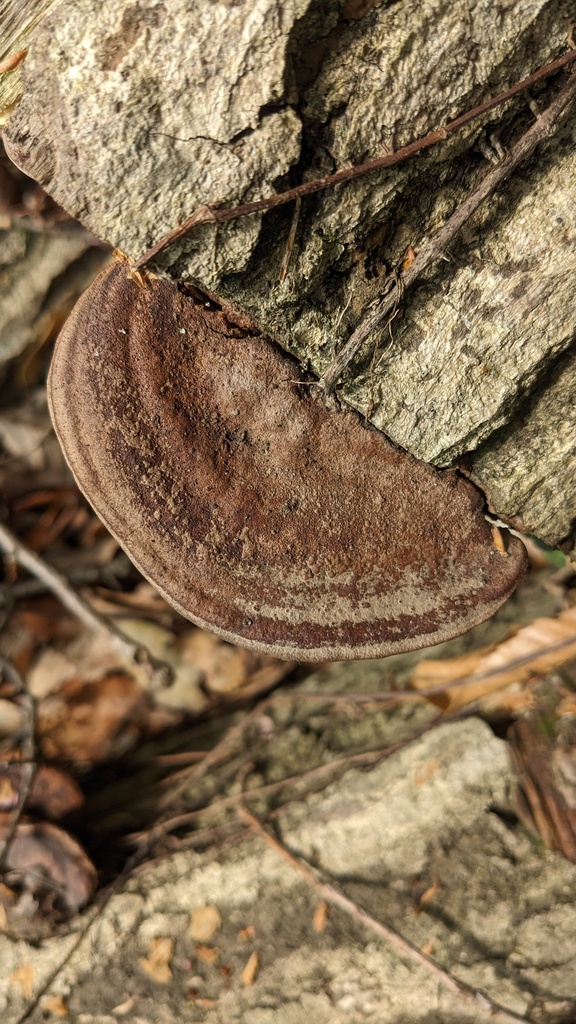 Fuscoporia gilva · April 2023 · photo: © atsushi_nakajima_cirque (iNaturalist, cc-by)