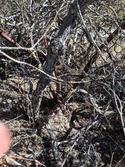 Arctostaphylos rainbowensis