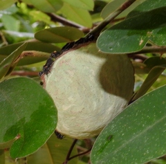 Brachygastra scutellaris