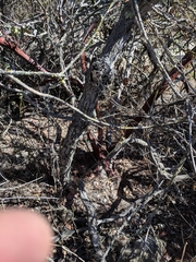Arctostaphylos rainbowensis