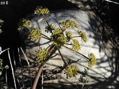 Tauschia parishii