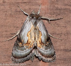 Chrysanympha formosa