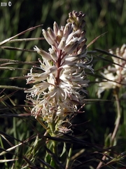 Thelypodium crispum