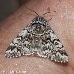 Panthea acronyctoides