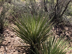 Yucca treculiana