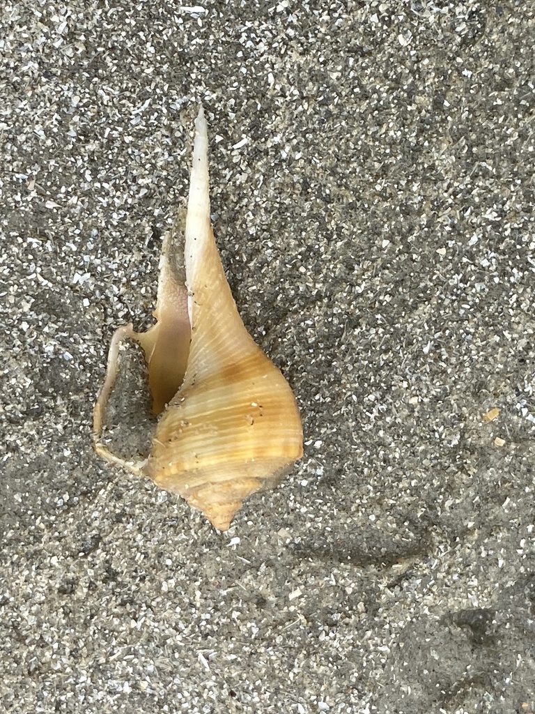 Florida Pear Whelk