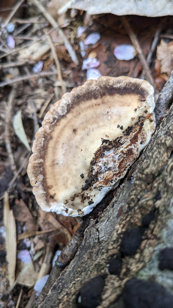 Trametes orientalis · April 2023 · photo: © atsushi_nakajima_cirque (iNaturalist, cc-by)
