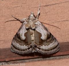 Chrysanympha formosa