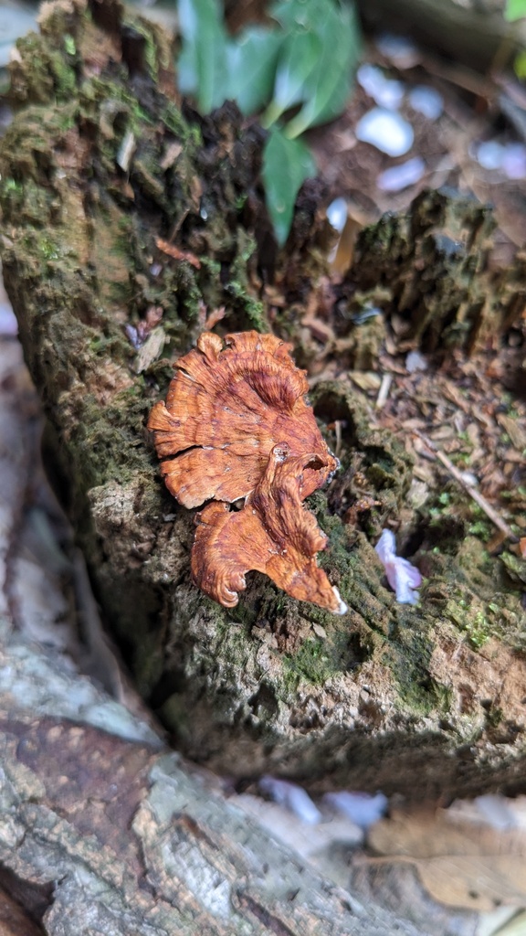 Irpex consors · April 2023 · photo: © atsushi_nakajima_cirque (iNaturalist, cc-by)