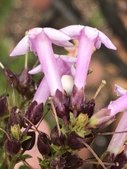 Freylinia densiflora