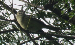 Phyllomyias sclateri