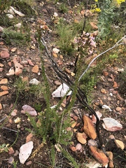 Freylinia densiflora