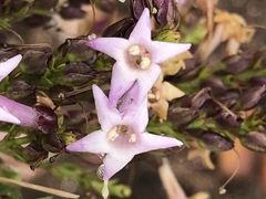 Freylinia densiflora