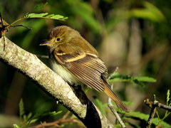 Lathrotriccus euleri