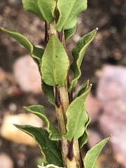 Freylinia densiflora