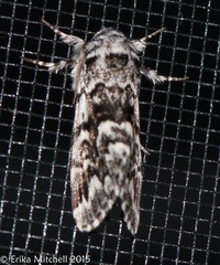 Panthea acronyctoides