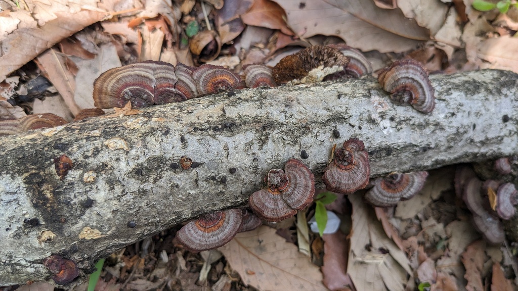 Daedaleopsis confragosa tricolor · April 2023 · photo: © atsushi_nakajima_cirque (iNaturalist, cc-by)