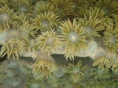 Duncanopsammia peltata