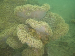 Duncanopsammia peltata