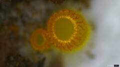 クモノスアカゲヒナチャワン