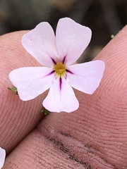 Jamesbrittenia aspalathoides