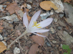 Colchicum troodi