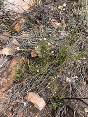 Jamesbrittenia aspalathoides
