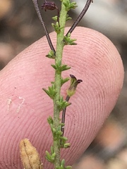Jamesbrittenia aspalathoides