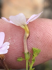 Jamesbrittenia aspalathoides