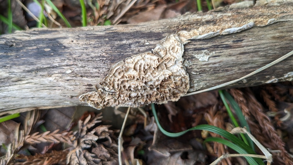 Lopharia cinerascens · April 2023 · photo: © atsushi_nakajima_cirque (iNaturalist, cc-by)